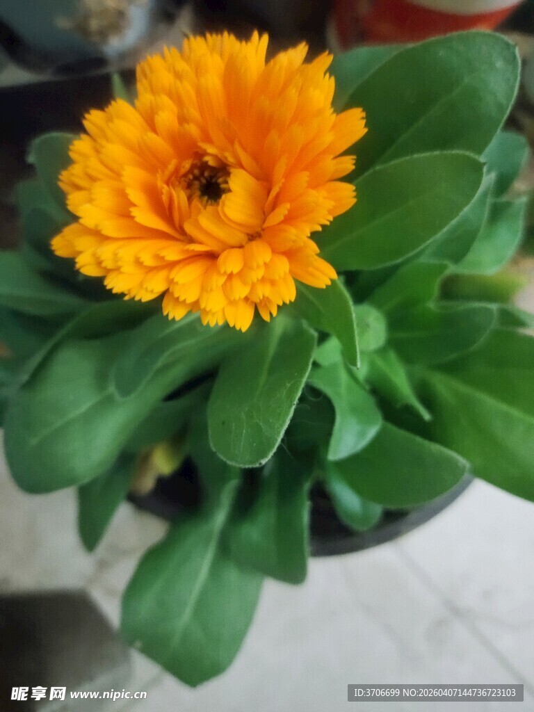 橙色金盏菊盆栽特写