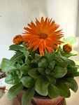橙色菊花盆栽