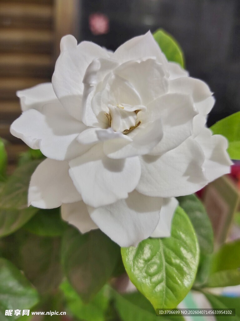 洁白绽放的美丽栀子花