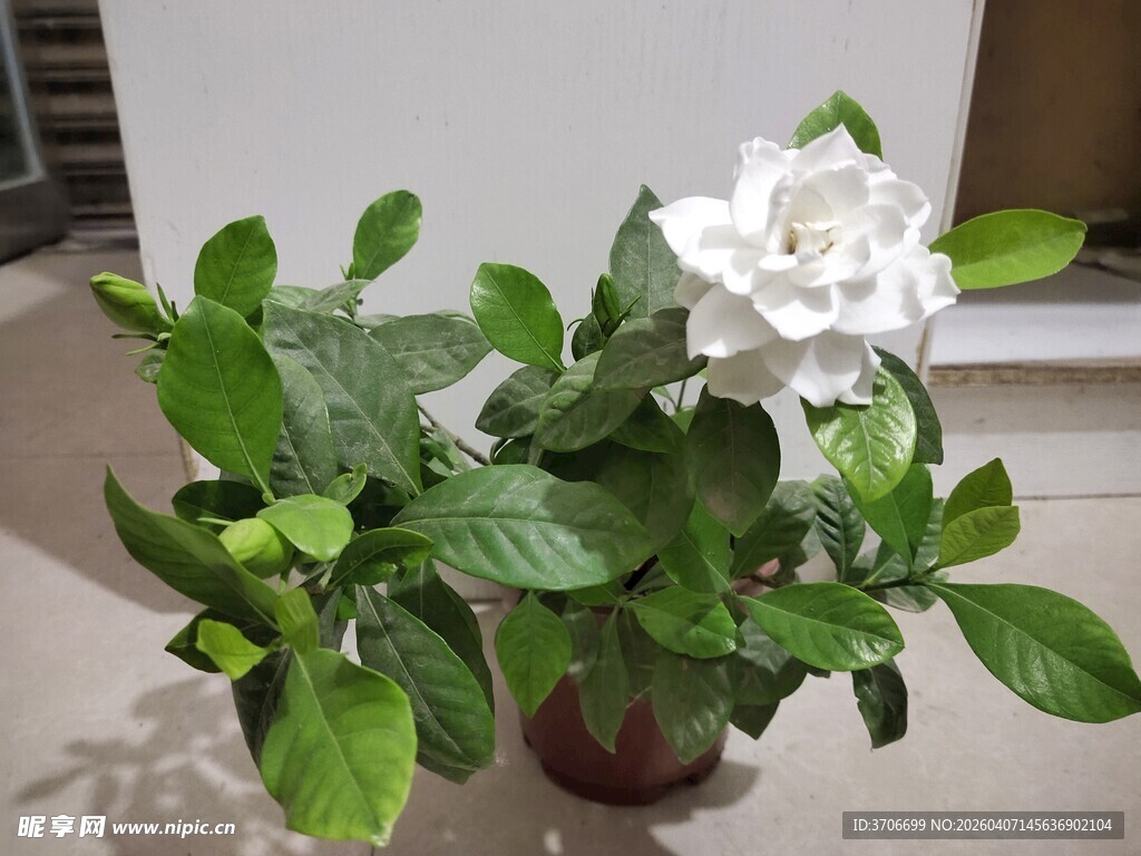 白色栀子花盆栽