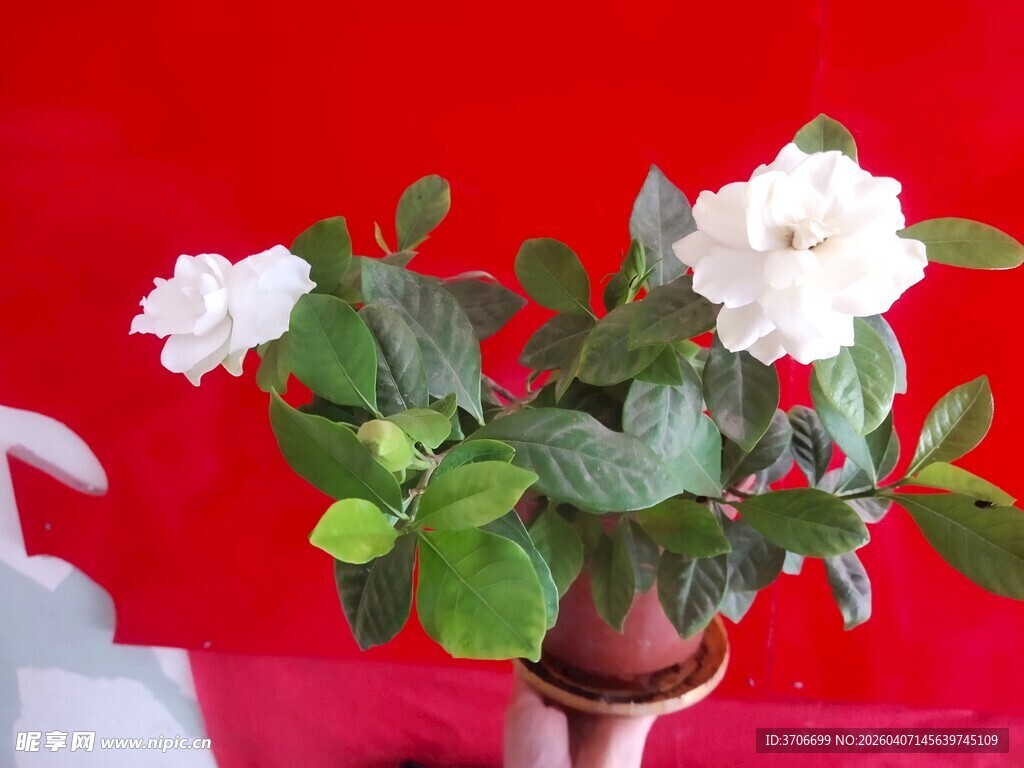 花瓶中的白色茉莉花