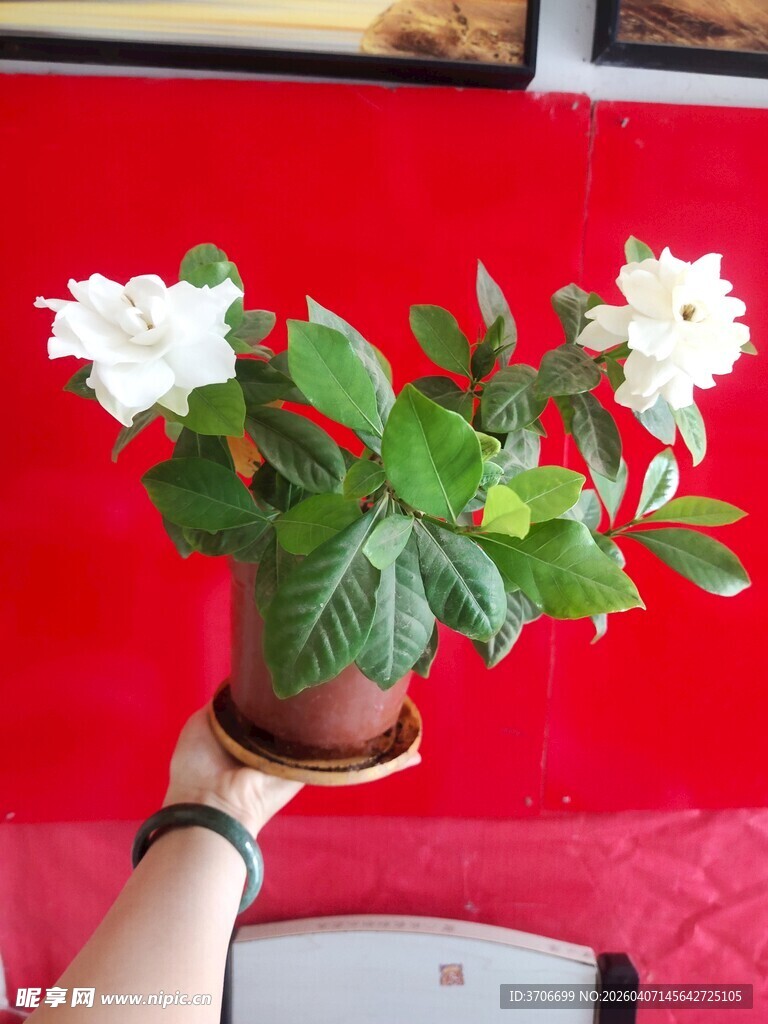 手捧白色茉莉花盆栽