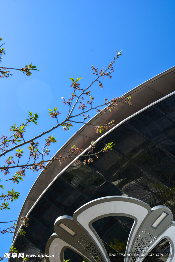 蓝天映衬下的建筑与新枝