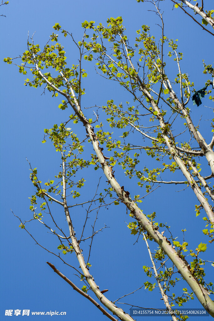 蓝天映衬下的嫩绿树枝
