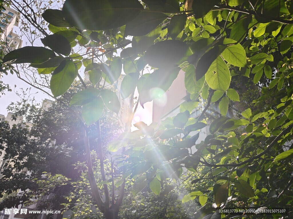 阳光穿透绿叶的自然美景