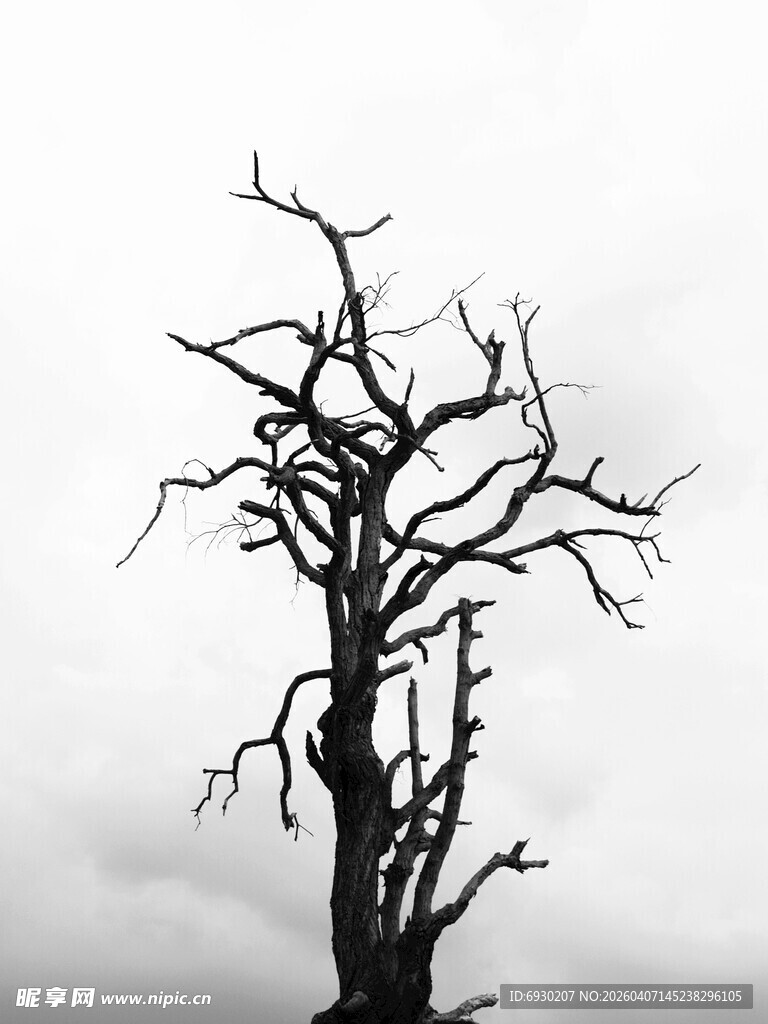 枯树独立于灰白天空下