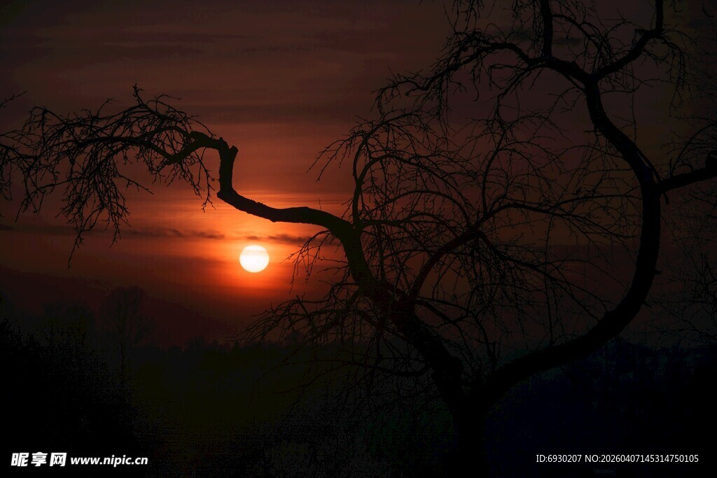 夕阳下的树枝剪影