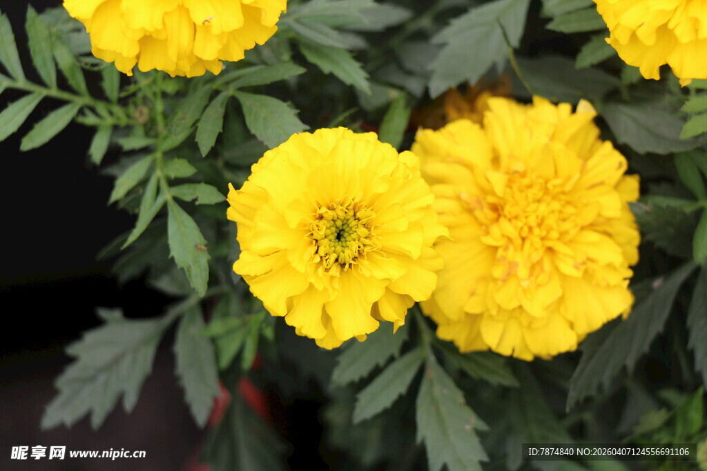 鲜艳黄色万寿菊绽放