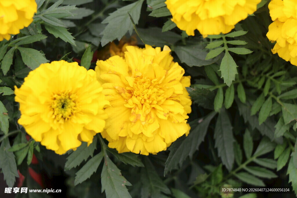 鲜艳黄色万寿菊绽放画面