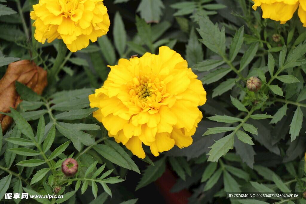 鲜艳黄色万寿菊绽放