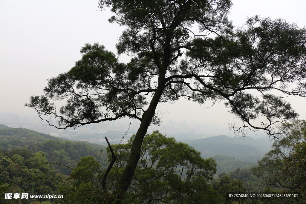 山林中的挺拔松树