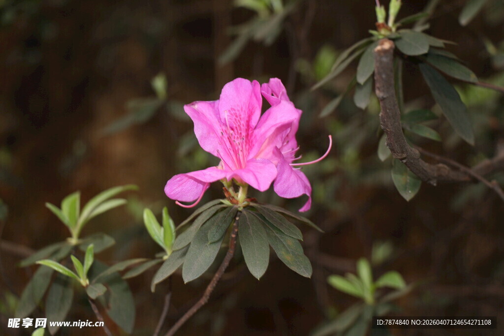 娇艳绽放的粉色杜鹃花