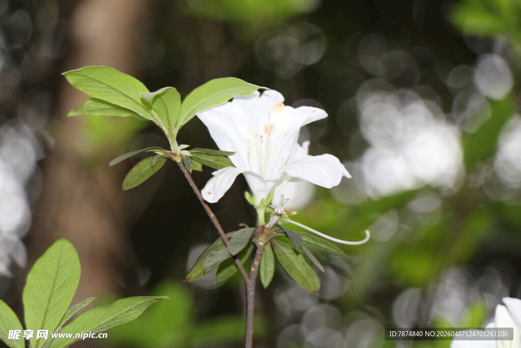 洁白杜鹃绽放绿意间