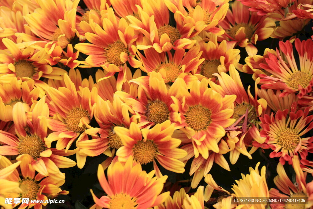 艳丽多彩菊花绽放