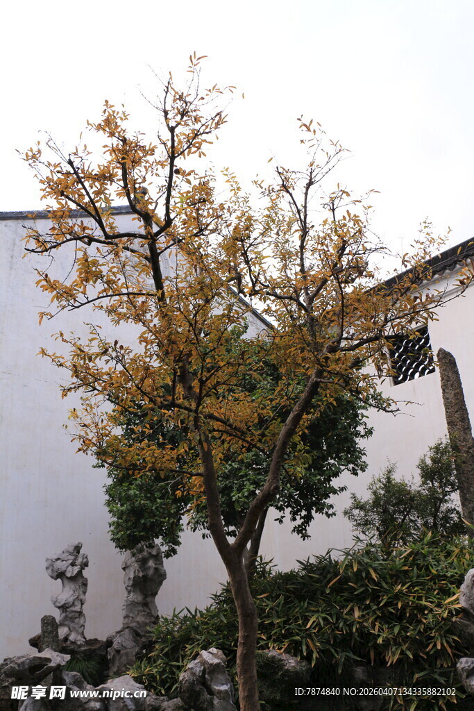 古宅旁的多彩树木