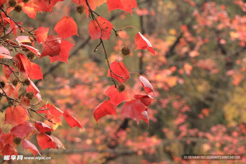 秋日红枫叶景