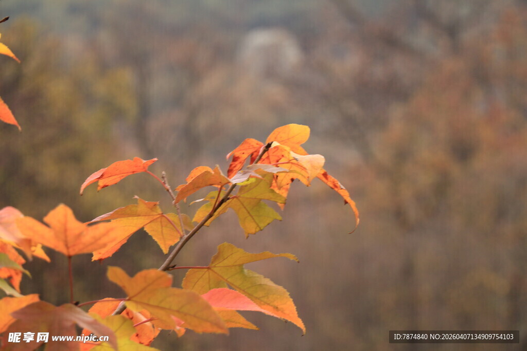 秋日枝头斑斓枫叶