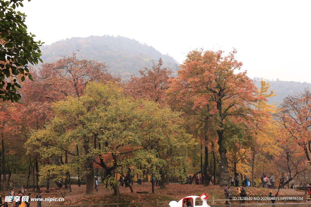 秋日湖畔斑斓树林美景