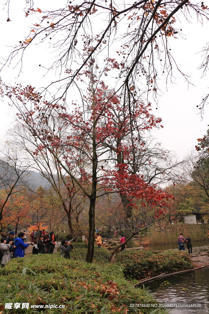 秋日公园红叶美景