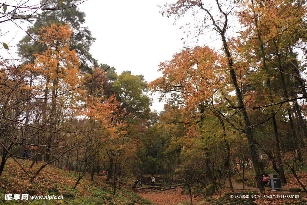 秋日斑斓树林小径