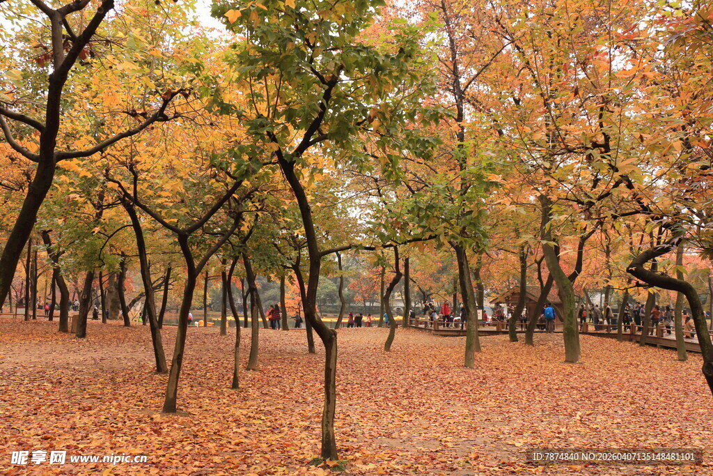秋日林间落叶美景