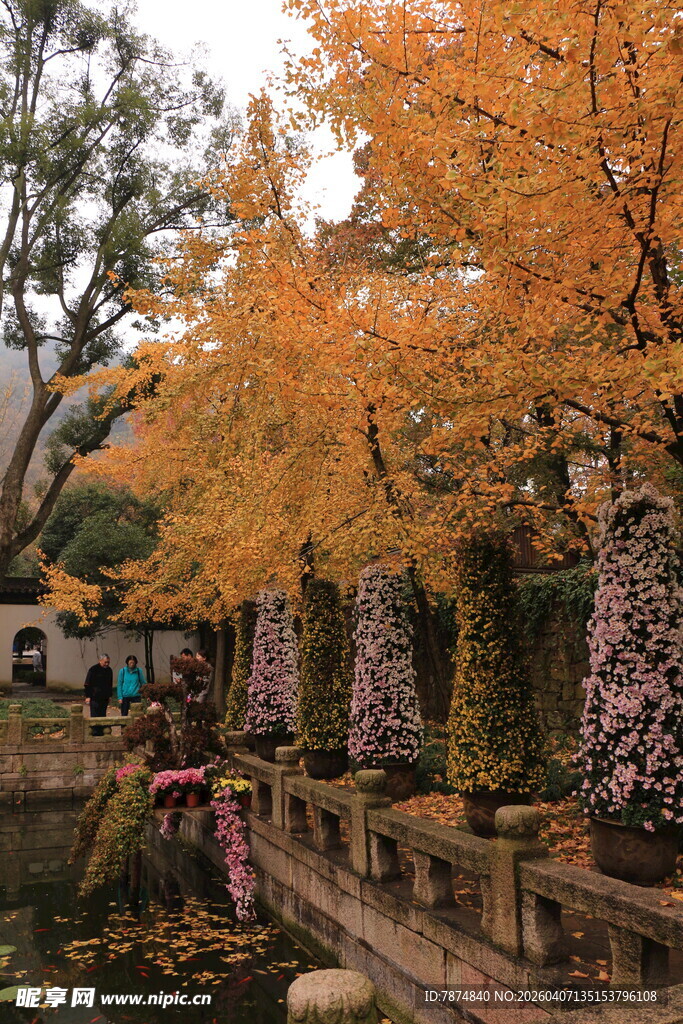 秋日湖畔金黄银杏美景