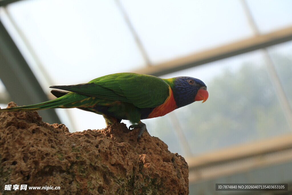 多彩鹦鹉立于树桩