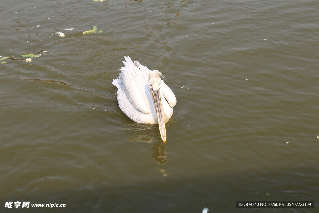 水中天鹅低头觅食