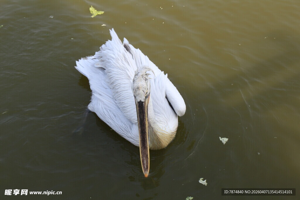 水面上漂浮的白色鹈鹕