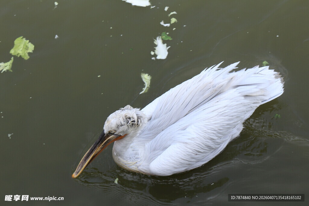 水中白鹈鹕优雅漂浮