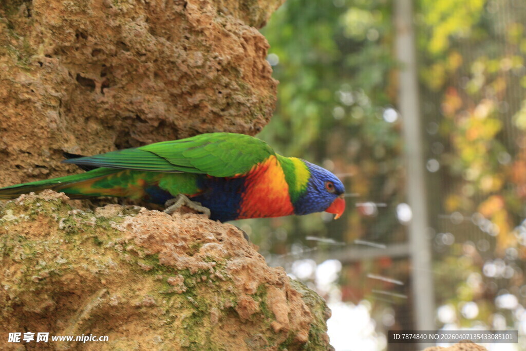 多彩鹦鹉栖息于岩石上