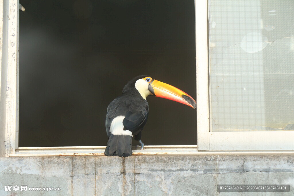 巨嘴鸟立于窗边