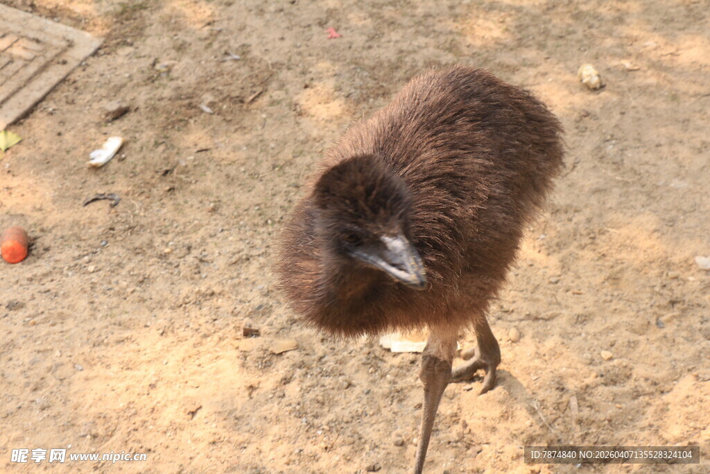 站在地面的棕色小鸟
