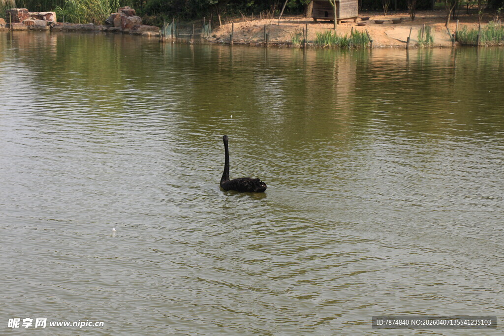 湖面上的黑天鹅