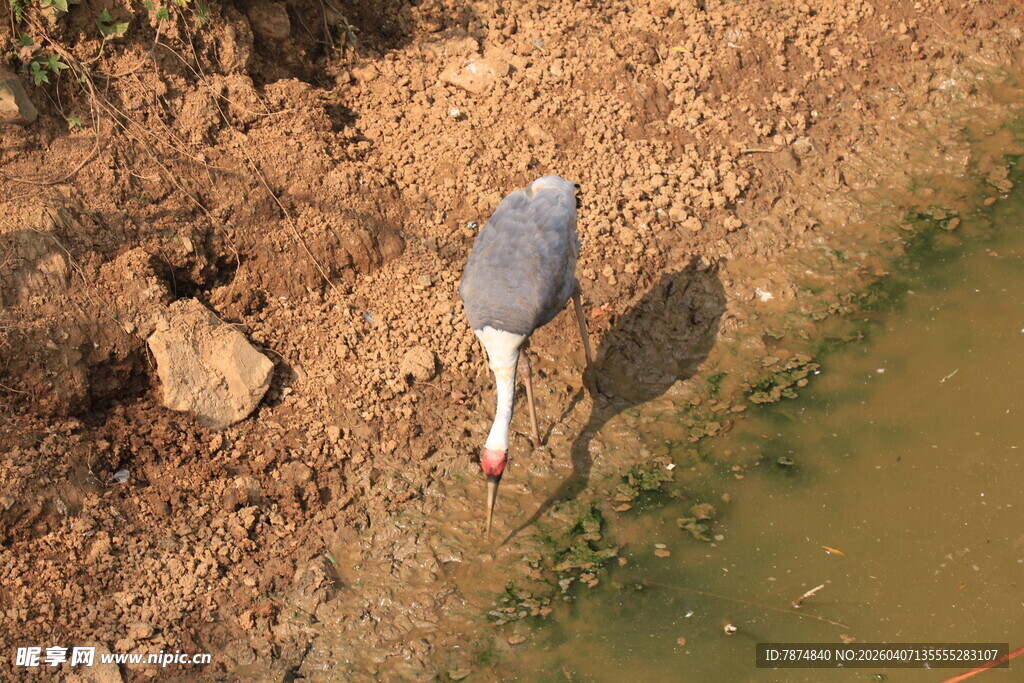 灰鹭岸边低头觅食