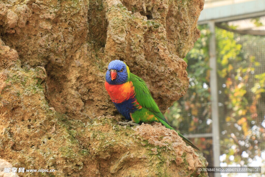 多彩鹦鹉栖息于树洞