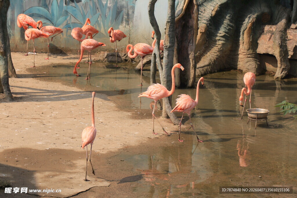 湿地中的火烈鸟群