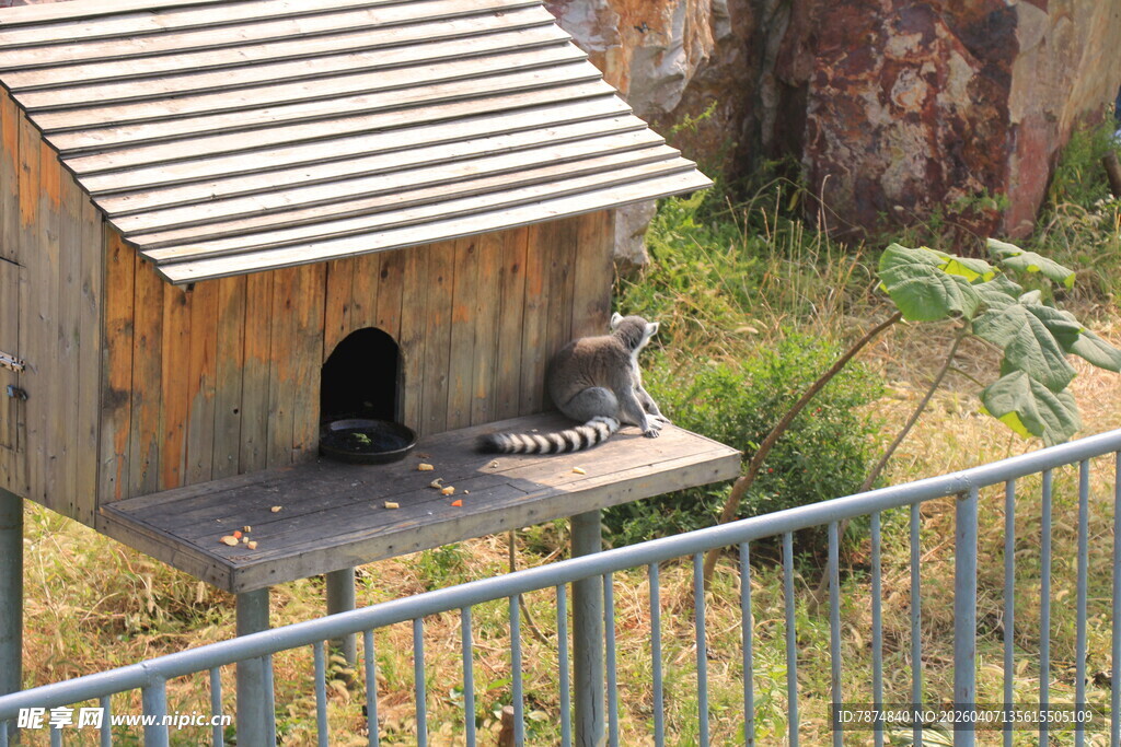 户外木质鸟舍 自然小景