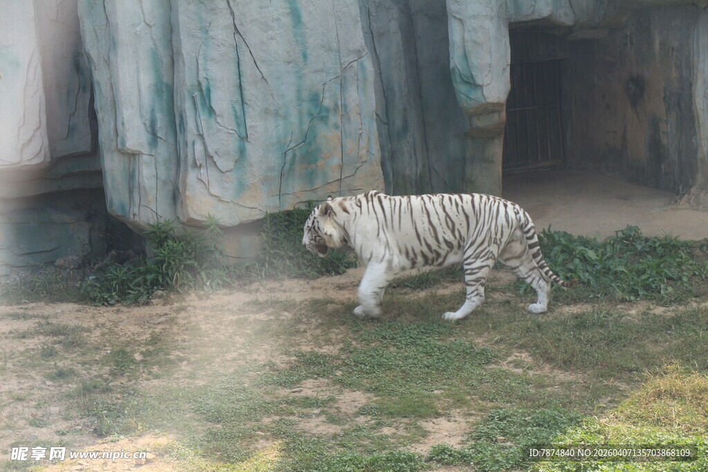 雪地中行走的珍稀白虎