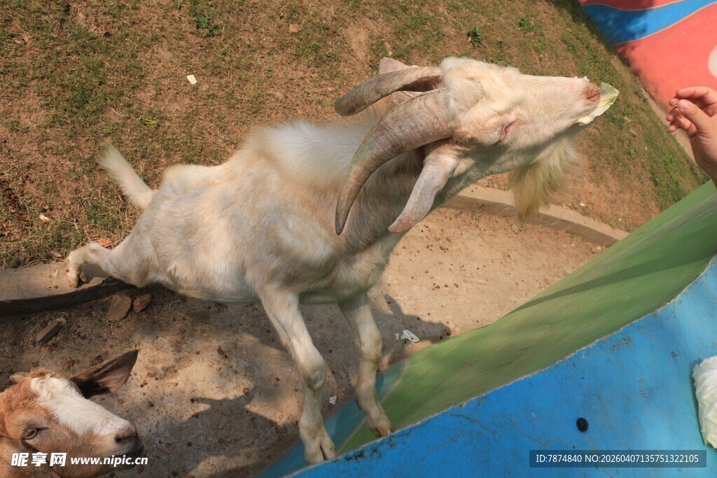 小猪被人用管喂食