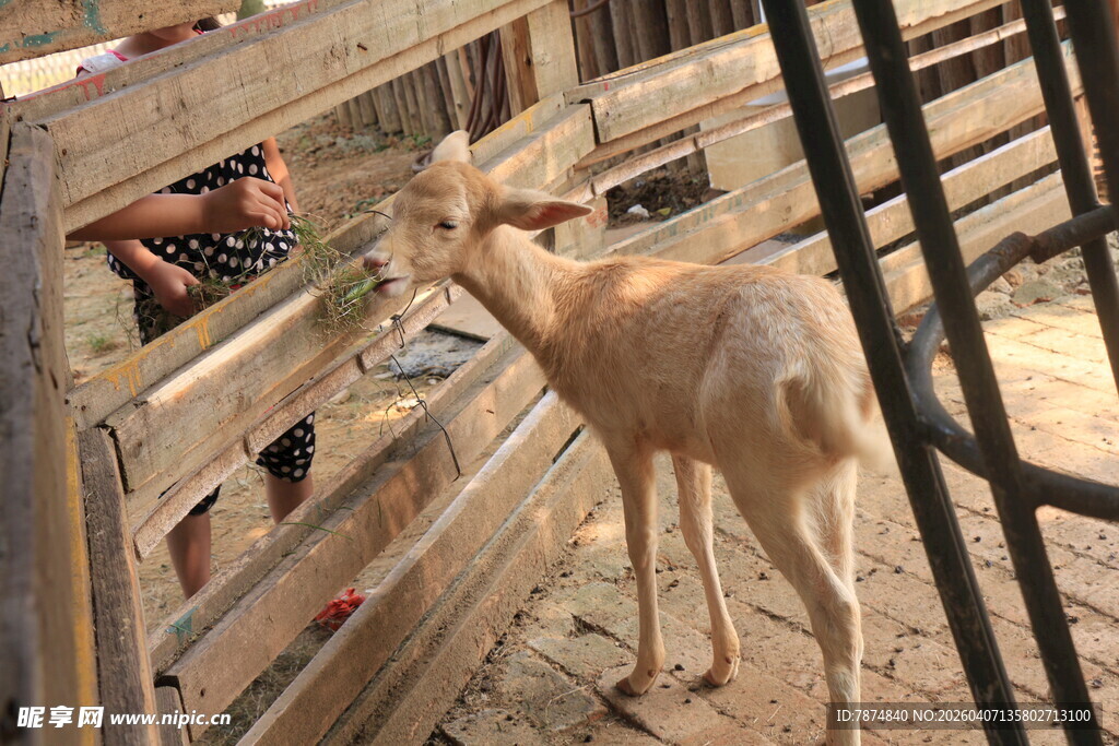 小孩喂羊的温馨场景