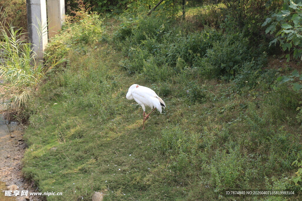 草地上的小白狗