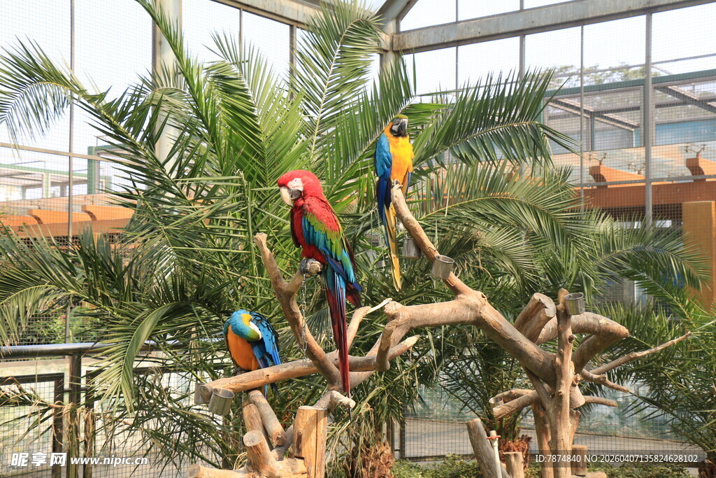 多彩鹦鹉栖息于枯木枝头