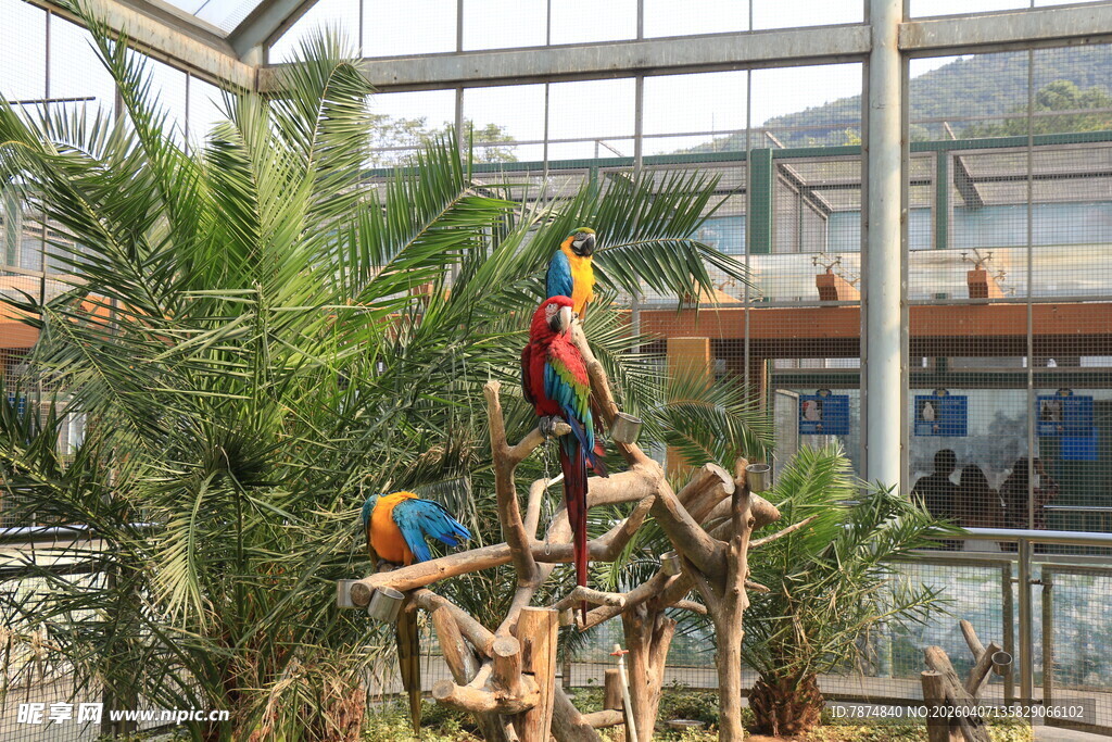 多彩鹦鹉栖息于室内木桩