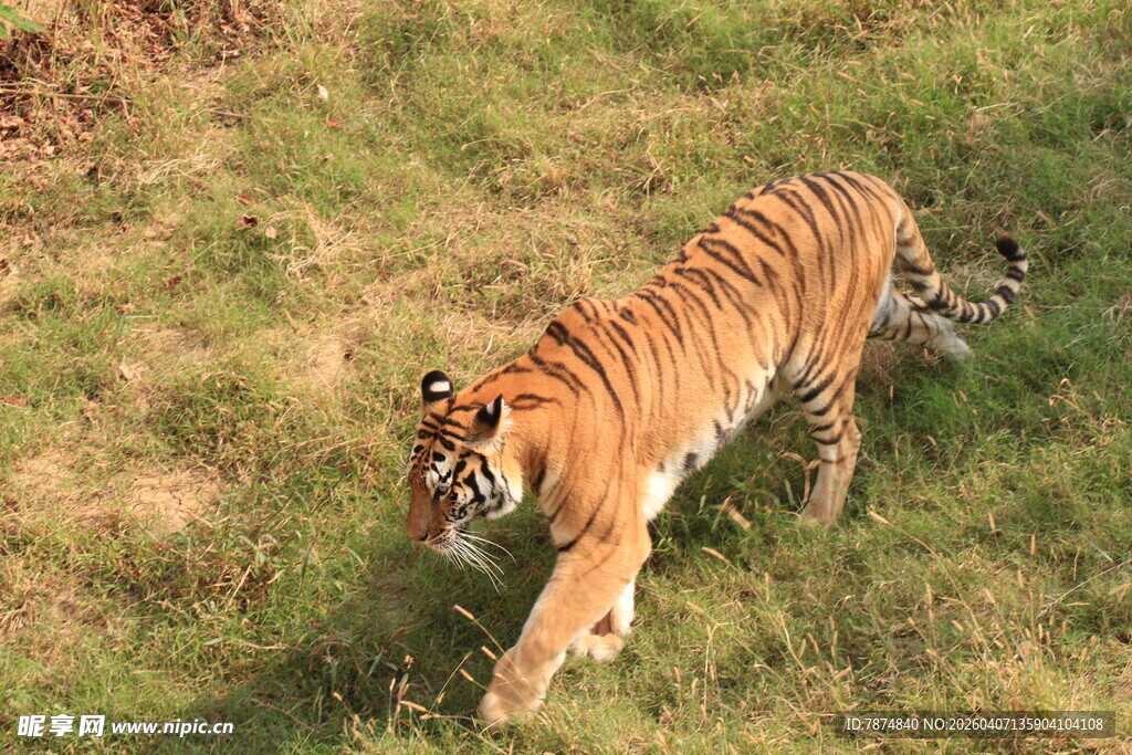 草原上行走的斑斓猛虎