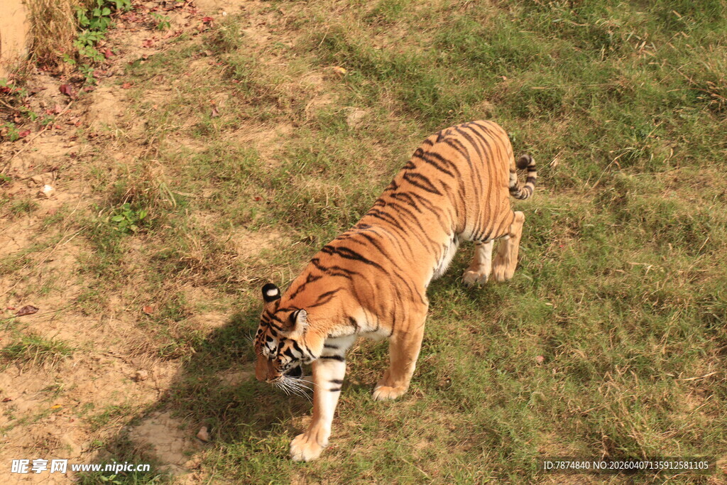 草地上行走的斑斓猛虎