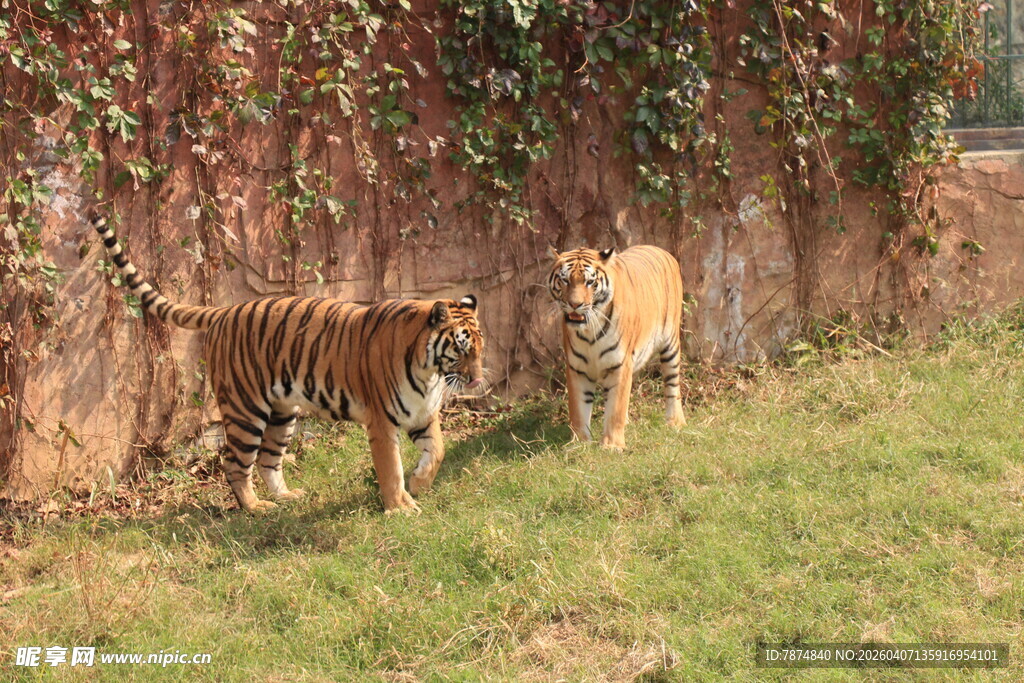 两只老虎漫步于草地墙边