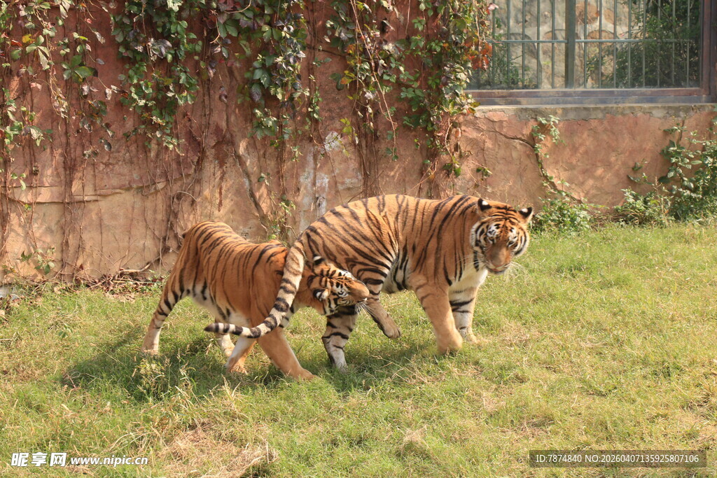 老虎与牛在草地亲密互动