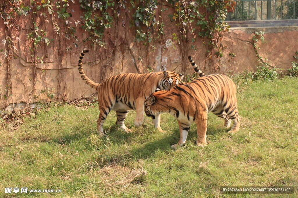 两只老虎嬉戏于草地