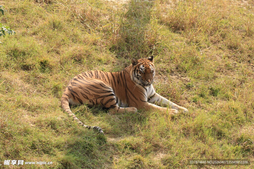 草地上休憩的斑马